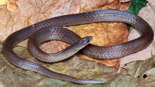 Researchers stumble upon new burrowing snake species in Mizoram